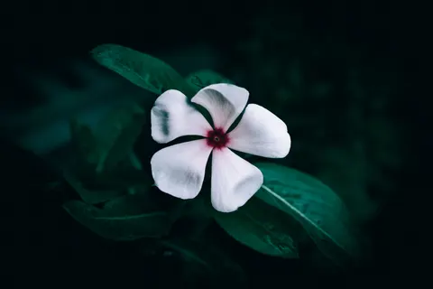 Frangipani 4K Wallpaper · flowers · 3840×2560