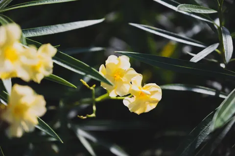 Frangipani 4K Wallpaper · flowers · 3840×2563