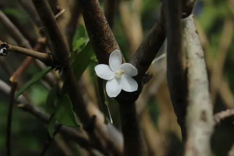 Frangipani 4K Wallpaper · flowers · 3840×2560