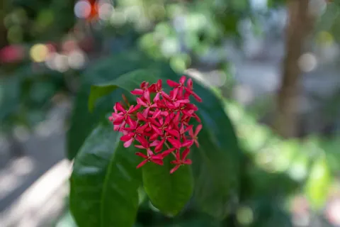 Frangipani 4K Wallpaper · flowers · 3840×2560