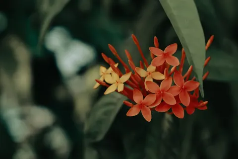 Frangipani 4K Wallpaper · flowers · 3840×2560