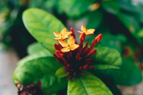 Frangipani 4K Wallpaper · flowers · 3840×2560