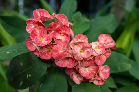 Frangipani 4K Wallpaper · flowers · 3840×2560