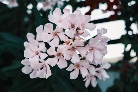 Frangipani 4K Wallpaper · flowers · 3840×2560