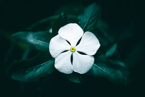 Frangipani 4K Wallpaper · flowers · 3840×2560