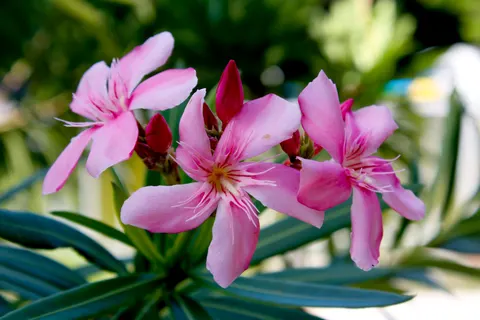 Frangipani 4K Wallpaper · flowers · 3840×2560