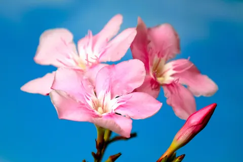 Frangipani 4K Wallpaper · flowers · 3840×2560
