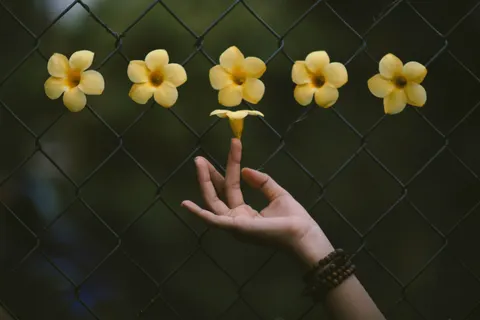 Frangipani 4K Wallpaper · flowers · 3840×2560