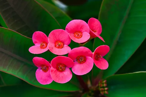 Frangipani 4K Wallpaper · flowers · 3840×2561