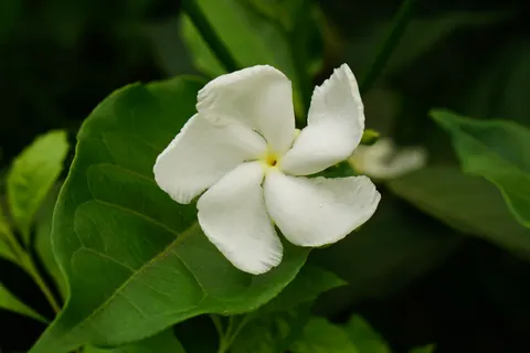 Frangipani 4K Wallpaper · flowers · 3840×2560