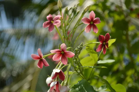 Frangipani 4K Hintergrundbild · flowers · 3840×2553