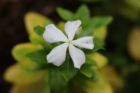 Frangipani 4K Wallpaper · flowers · 3840×2560