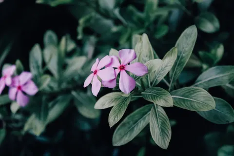 Frangipani 4K Wallpaper · flowers · 3840×2560