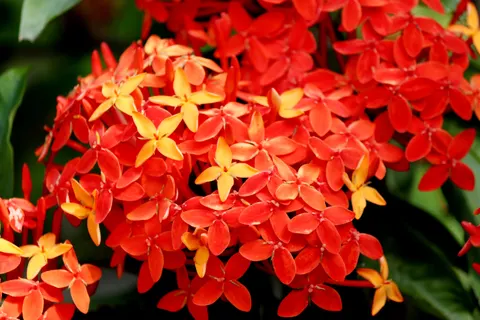 Frangipani 4K Wallpaper · flowers · 3840×2560