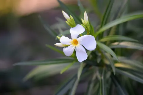 Frangipani 4K Wallpaper · flowers · 3840×2560
