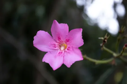 Frangipani 4K Wallpaper · flowers · 3840×2560