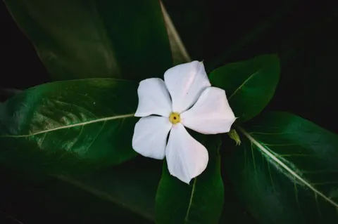 Frangipani 4K Wallpaper · flowers · 3840×2553