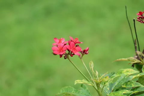 Frangipani 4K Wallpaper · flowers · 3840×2560