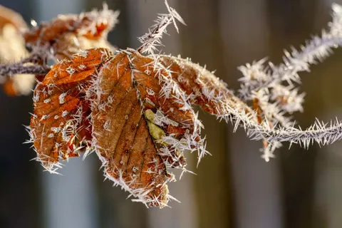 Autumn Leaves 4K Wallpaper · flowers · 3840×2561