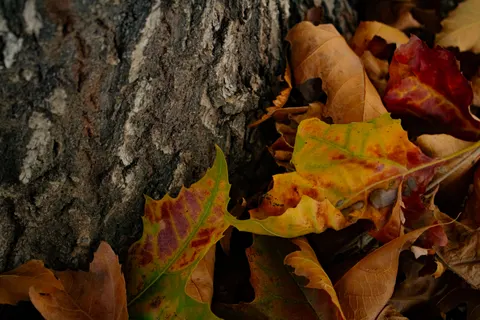 Autumn Leaves 4K Wallpaper · flowers · 3840×2560