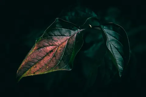Autumn Leaves 4K Wallpaper · flowers · 3840×2560