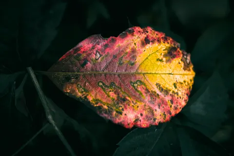 Autumn Leaves 4K Wallpaper · flowers · 3840×2560