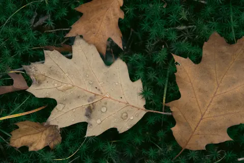 Autumn Leaves 4K Wallpaper · flowers · 3840×2560