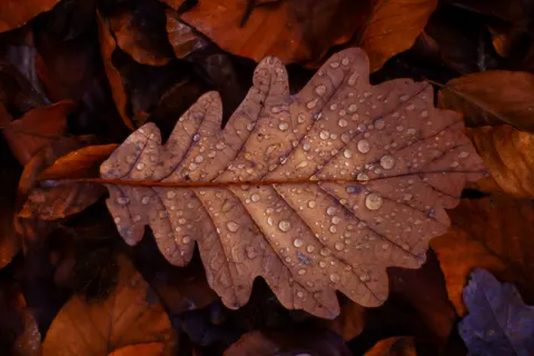 Autumn Leaves 4K Wallpaper · flowers · 3840×2560