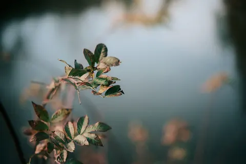 Autumn Leaves 4K Wallpaper · flowers · 3840×2560