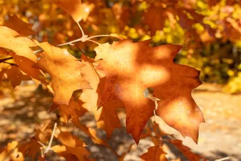 Autumn Leaves 4K Wallpaper · flowers · 3840×2560