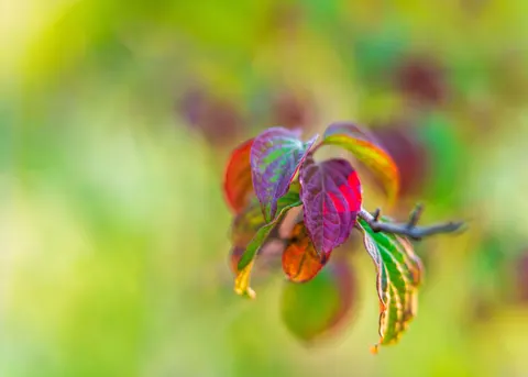Autumn Leaves 4K Wallpaper · flowers · 3840×2743
