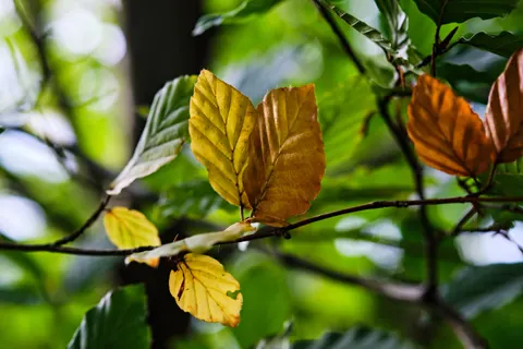 Autumn Leaves 4K Wallpaper · flowers · 3840×2560
