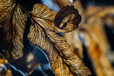 Autumn Leaves 4K Wallpaper · flowers · 3840×2561