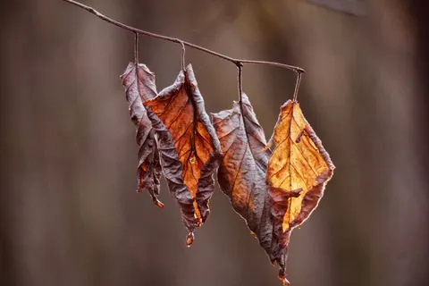 Autumn Leaves 4K Wallpaper · flowers · 3840×2560