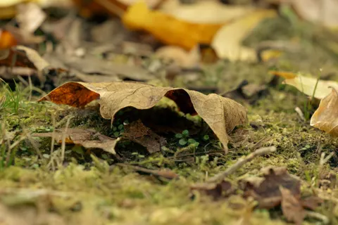 Autumn Leaves 4K Wallpaper · flowers · 3840×2560
