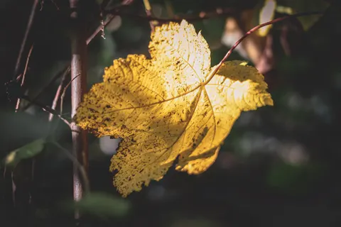 Autumn Leaves 4K Wallpaper · flowers · 3840×2560