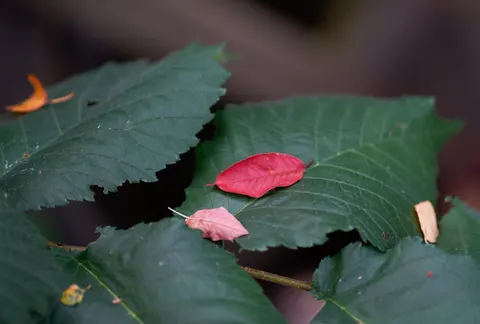Autumn Leaves 4K Wallpaper · flowers · 3840×2591