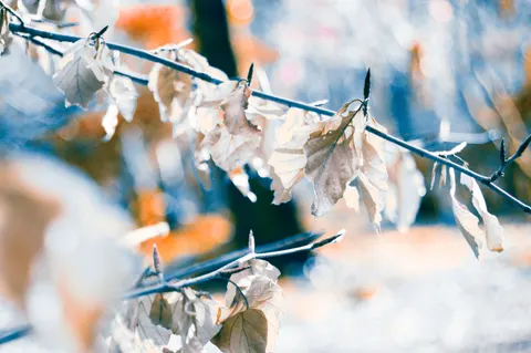 Autumn Leaves 4K Wallpaper · flowers · 3840×2553
