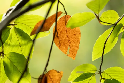 Autumn Leaves 4K Wallpaper · flowers · 3840×2560