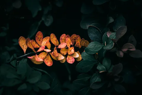 Autumn Leaves 4K Wallpaper · flowers · 3840×2560