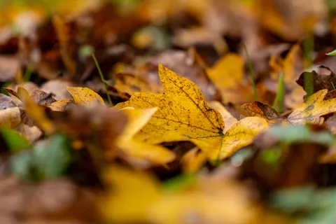 Autumn Leaves 4K Wallpaper · flowers · 3840×2561