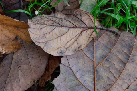 Autumn Leaves 4K Wallpaper · flowers · 3840×2553