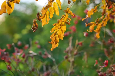 Autumn Leaves 4K Wallpaper · flowers · 3840×2560