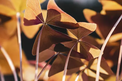 Autumn Leaves 4K Wallpaper · flowers · 3840×2560