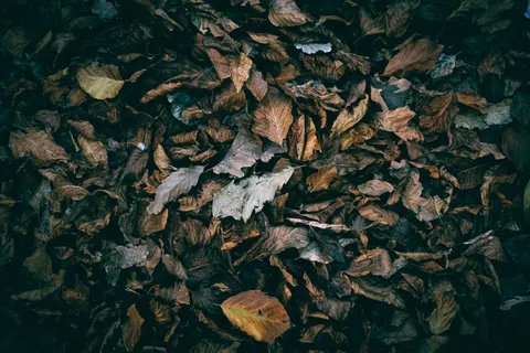 Autumn Leaves 4K Wallpaper · flowers · 3840×2560