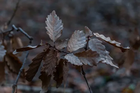 Autumn Leaves 4K Wallpaper · flowers · 3840×2560