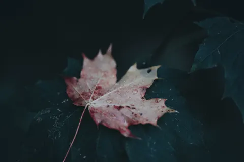 Autumn Leaves 4K Wallpaper · flowers · 3840×2560