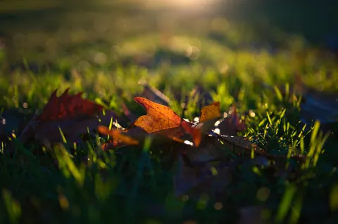 Autumn Leaves 4K Wallpaper · flowers · 3840×2555