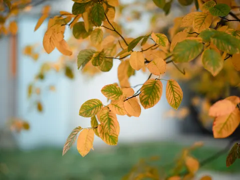 Autumn Leaves 4K Wallpaper · flowers · 3840×2878
