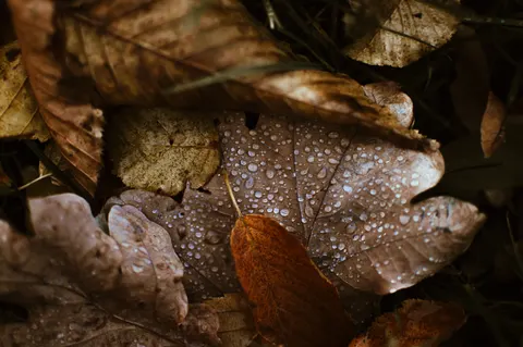 Autumn Leaves 4K Wallpaper · flowers · 3840×2553